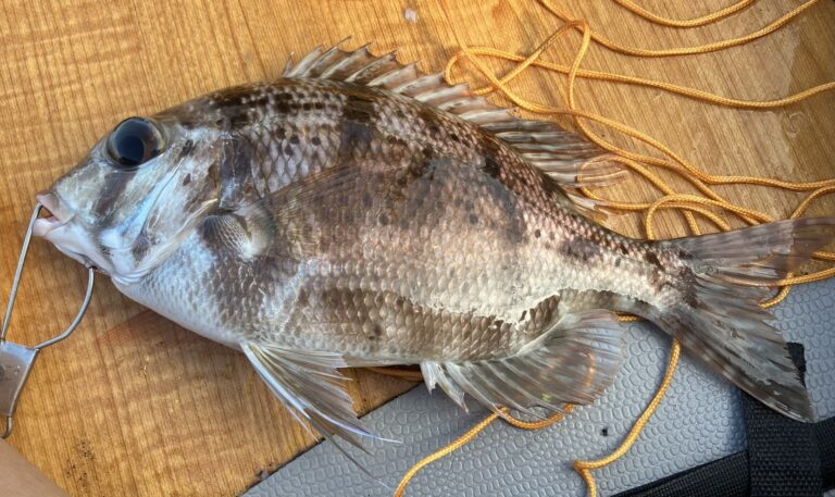 またまた、釣りました🎣