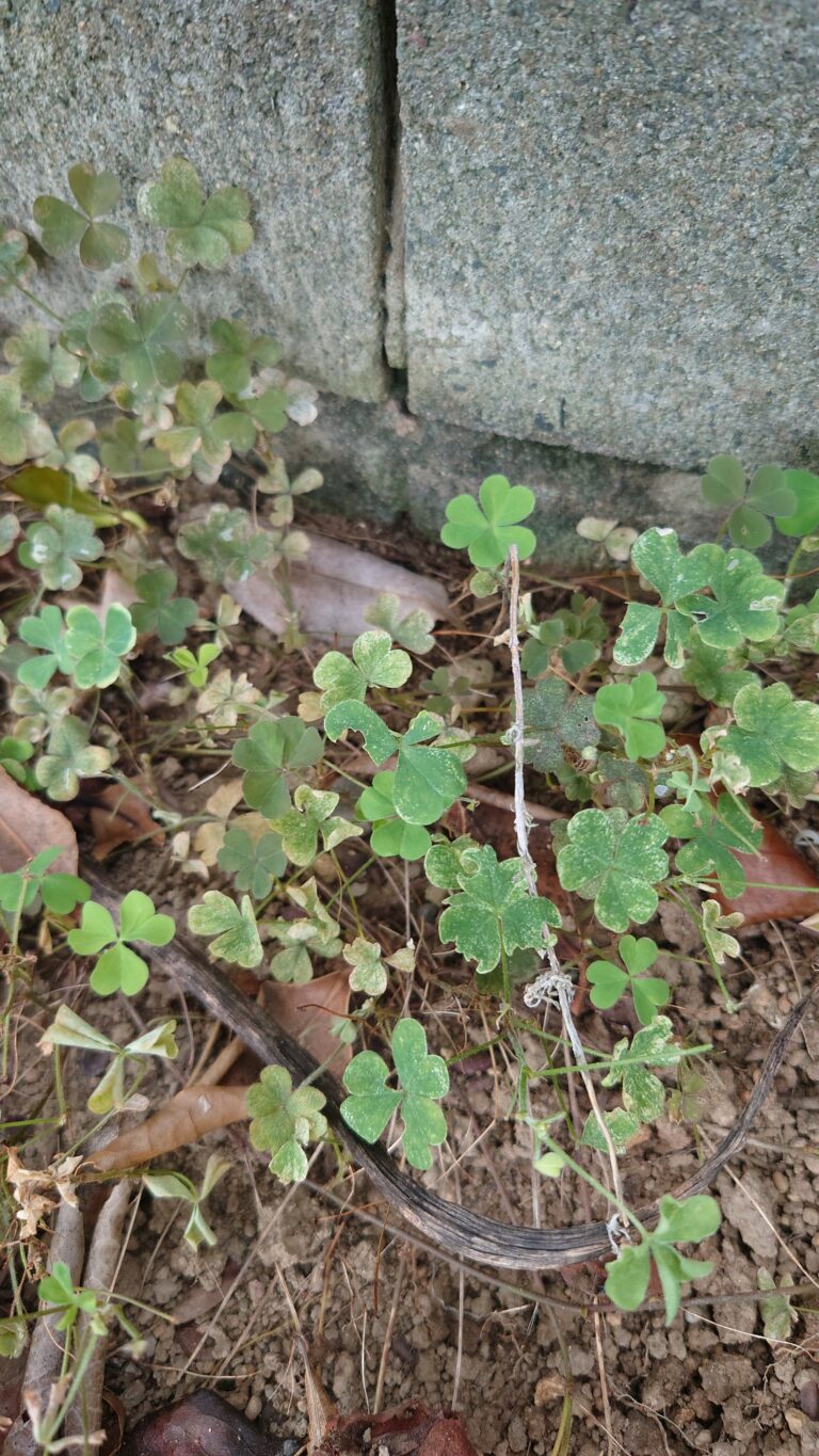 草取りをしました🍀