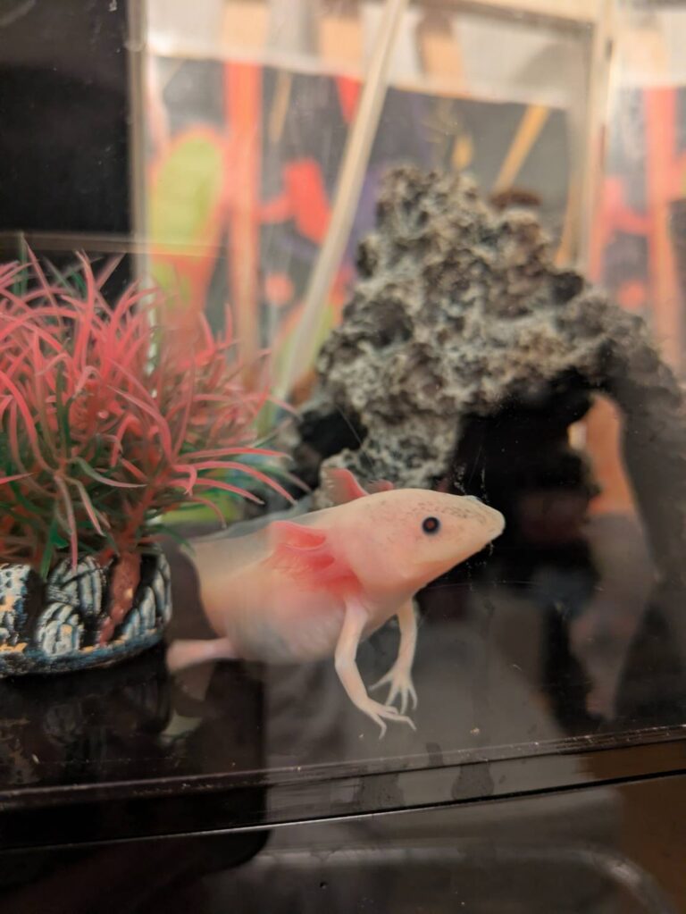ウパちゃん